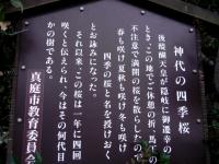 神代四季桜