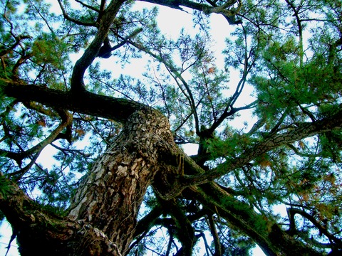 上枝