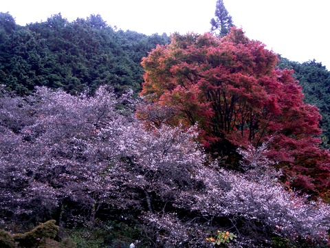 四季桜