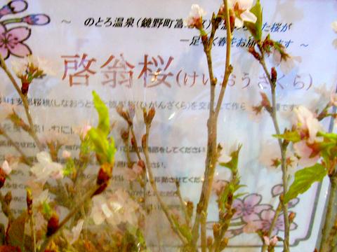 啓翁桜